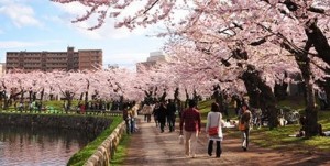 Sakura-Hokkaido-1